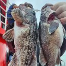 킹콩낚시 이미지