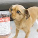 나니스펫푸드 이미지