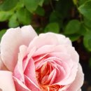 장미농장 이미지