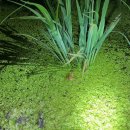 수원-1977 이미지