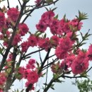 4월의 세종청사 옥상정원 1코스, 태극기 전망대에서 만난 봄 풍경🌸