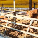 경기중앙동물약품 이미지