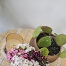 힐링애견 | 고기리 뻥뷰맛집 로이사 애견동반 힐링카페 솔직후기