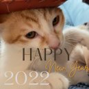 개. 이쁜날 이미지