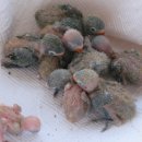 어미들 농장 이미지