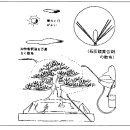 소나무 분재 월별 관리요령 이미지