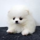 빵실빵실 Daum카페