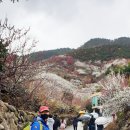 매화강산 이미지