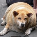 강남동물메디컬센터 이미지