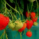 계룡넓은돌마을 이미지