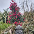 친환경제주드림 | 제주 보름살기 숙소 &lt; 조천읍 저렴한 숙소 &gt; 한달살기도 가능 &lt; 친환경제주드림펜션 &gt;