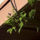 일흥상회 이미지