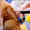 세종애견미용 이미지