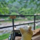 단양연화