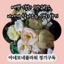 꽃, 생화로 일상을 채우다 | 아네모네플라워 꽃구독 랜덤박스 후기