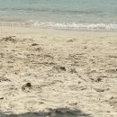 삼성비니루 | 72시간 우정여행(코타키나발루 2)