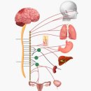 (유)심신통합면역연구소 | 하남 자율신경계 이상, 치료 3단계로 되찾은 균형! [하남 설명한의원]