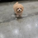 이소퍼피 강아지 남양주점 | 크림푸들 2개월부터 성견시까지 성장변화 과정