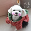빛나펫살롱 이미지
