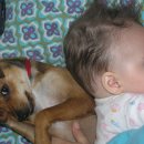 강아지랑 고양이 이미지