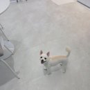 바움펫 이미지