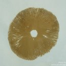 노란난버섯 Pluteus leoninus 이미지