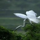 새들피아노 이미지