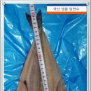 동해가자미