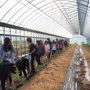 고교농장(2) 이미지