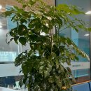 시니어 바리스타 이미지