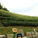 녹색농심인삼마을 이미지