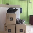 하군이네 동물병원 이미지