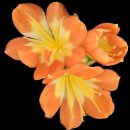 제영수정형외과의원 이미지