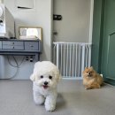 애견호텔 도그캐슬 다산점 이미지