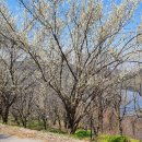 대장금마실길(1코스) 이미지