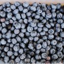 블루베리(blueberry)농장 체험견학 이미지