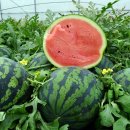 영농조합법인 옥토로 이미지