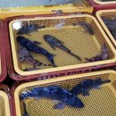 동해활어회센타 이미지