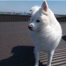 사랑할개 이미지