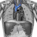 superior vena cava and tributaries(위대정맥과 지류들) 이미지