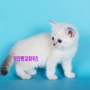 부산뱅갈하우스 이미지