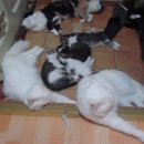 냥이멍이네 이미지