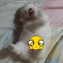 낼름&애견샵 네이버블로그