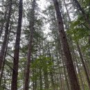 둘레길1구간 | 강원도 태기산 둘레길 1구간 (반) 다녀온 후기