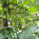 인희네농장 이미지