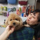 상콤 발랄 헬로퍼피 이미지