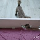 마루네일 이미지