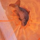 화제낚시터 이미지