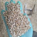 토종 앉은뱅이 통밀가루 빻았습니다 이미지