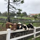 일류목장 이미지